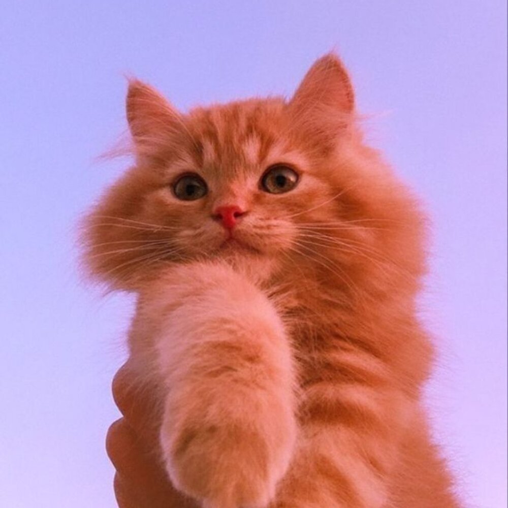 Meet your Posher, Sonya